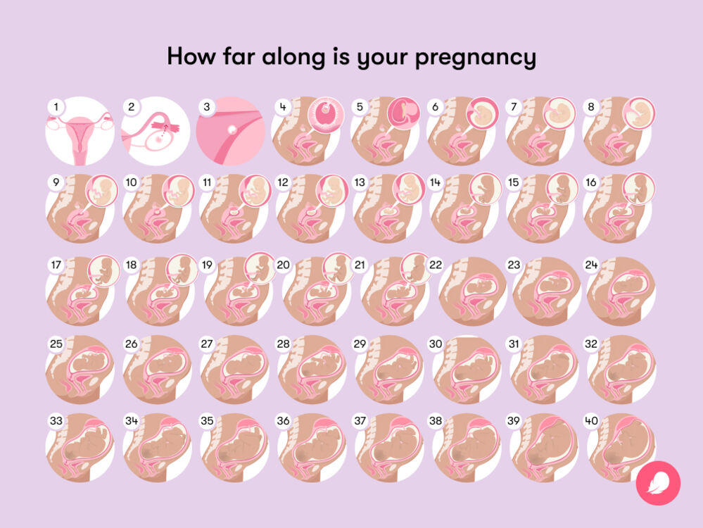 Pregnancy calculator A weekbyweek pregnancy calendar